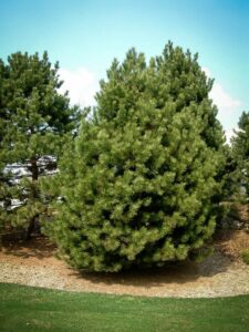 Сосна Чёрная (Pinus Nigra) купить по цене от 270.00р. в интернет-магазине «Посадика» с доставкой почтой в в Ишиме и по всей России – [изображение №1].