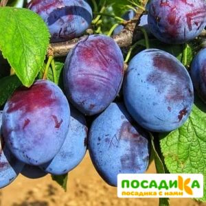 Слива Чачакская ранняя купить по цене от 229.00р. в интернет-магазине «Посадика» с доставкой почтой в в Ишиме и по всей России – [изображение №1].