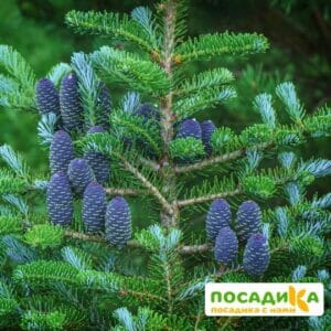 Пихта корейская (Abies koreana) купить по цене от 450.00р. в интернет-магазине «Посадика» с доставкой почтой в в Ишиме и по всей России – [изображение №1].