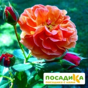 Роза Арабия купить по цене от 350.00р. в интернет-магазине «Посадика» с доставкой почтой в в Ишиме и по всей России – [изображение №1].