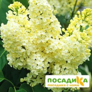 Сирень Примроуз (Primrose) купить по цене от 529.00р. в интернет-магазине «Посадика» с доставкой почтой в в Ишиме и по всей России – [изображение №1].