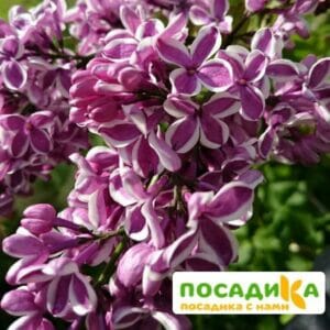 Сирень Сенсация купить по цене от 529.00р. в интернет-магазине «Посадика» с доставкой почтой в в Ишиме и по всей России – [изображение №1].