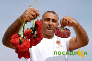 Клубника Гигант Джорнея купить по цене от 266р. в интернет-магазине «Посадика» с доставкой почтой в в Ишиме и по всей России – [изображение №1].