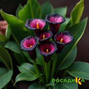 Калла Аура Лейс купить по цене от 400р. в интернет-магазине «Посадика» с доставкой почтой в в Ишиме и по всей России – [изображение №1].