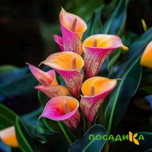 Калла Оникс купить по цене от 450р. в интернет-магазине «Посадика» с доставкой почтой в в Ишиме и по всей России – [изображение №1].