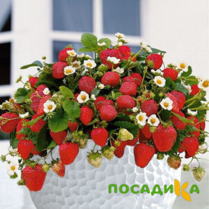 Клубника Рубиновый Шепот (горшечная) купить по цене от 240р. в интернет-магазине «Посадика» с доставкой почтой в в Ишиме и по всей России – [изображение №1].