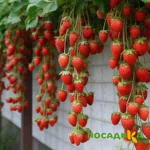 Клубника вьющаяся Комплимент купить по цене от 470р. в интернет-магазине «Посадика» с доставкой почтой в в Ишиме и по всей России – [изображение №1].