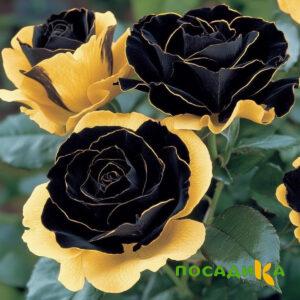 Роза Ханни Сикл купить по цене от 700р. в интернет-магазине «Посадика» с доставкой почтой в в Ишиме и по всей России – [изображение №1].