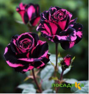 Роза Багровый Шепот купить по цене от 366р. в интернет-магазине «Посадика» с доставкой почтой в в Ишиме и по всей России – [изображение №1].
