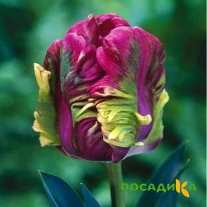 Тюльпан Экзотик Хэвен купить по цене от 186р. в интернет-магазине «Посадика» с доставкой почтой в в Ишиме и по всей России – [изображение №1].